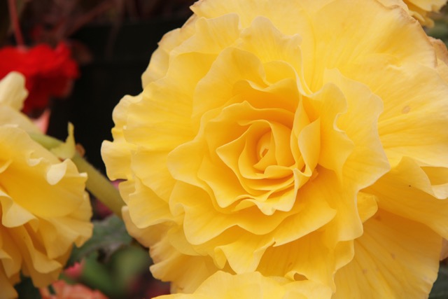 B. ‘Golden Hind’